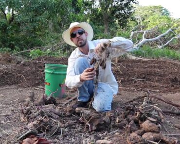 How to Dig Yam Beds and Plant Yams (Dioscorea spp.)