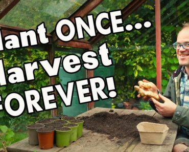 5 Must-Grow Perennial Vegetables: Harvest Year After Year… 👩‍🌾 🧑‍🌾