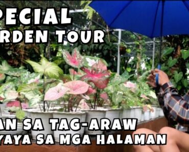 RAIN ON SUMMER : RELIEF FOR PLANTS SURVIVAL | SPECIAL GARDEN TOUR