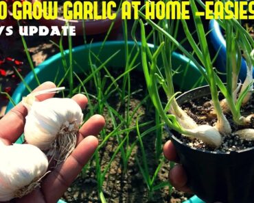 How To Grow Garlic At Home-Fast N Easy