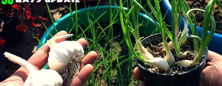How To Grow Garlic At Home-Fast N Easy How To Grow Garlic At Home-Fast N Easy