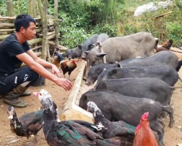 #7. Wild Boar Farm In The Wild, Build A Vegetable Garden, Survival Instinct, Wilderness Alone