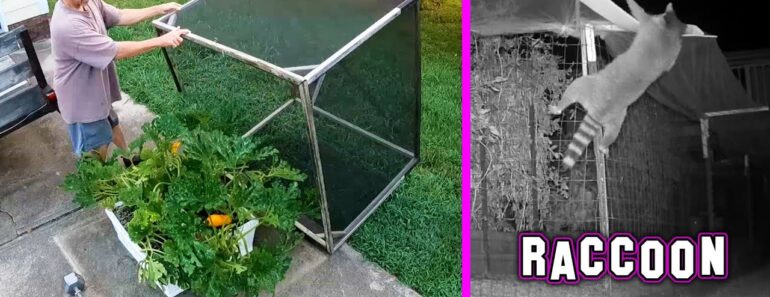 Homestead Garden Fence NEW Design Raccoon Scarecrow Homestead Garden Fence NEW Design Raccoon Scarecrow