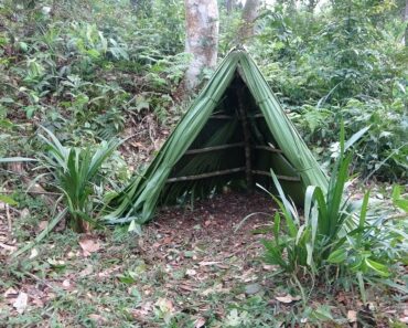 OFF GRID LIVING: Build Bushcraft Shelter, Solo Bushcraft – Challenge Survival Alone in Forest