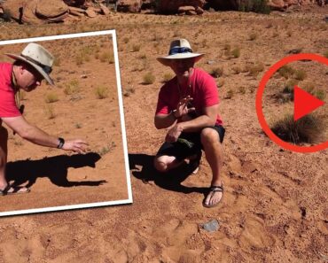 VIDEO: Finding North with an Ant Hill