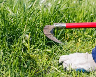 Making Use of Grass – Survivopedia