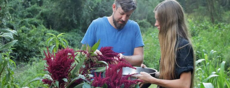 Harvesting Amaranth Seeds – Simple Seed Saving from a Wonderful Crop