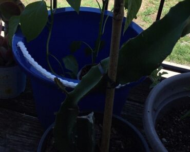 New 🌱 Plants and Fruit 🍉 Urban Garden Urban Prepper series