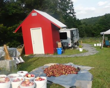 Harvesting Apples to can this weekend. Always make forward progress.