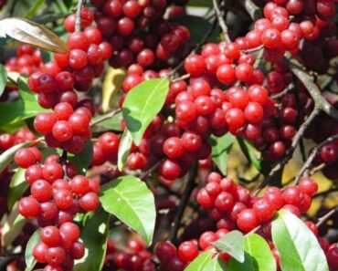 Berry picking and foraging – Survival food: Autumn olives – How to make Autumn olive jelly.