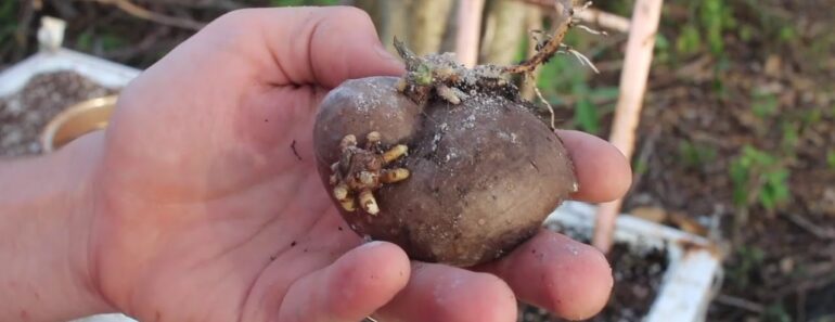2018 Garden, Day 13: A New Yam Bed & Planting Edible Dioscorea Bulbifera