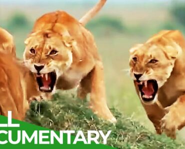 Survive the Wild | Episode 1: Rules of the Realm | Free Documentary Nature