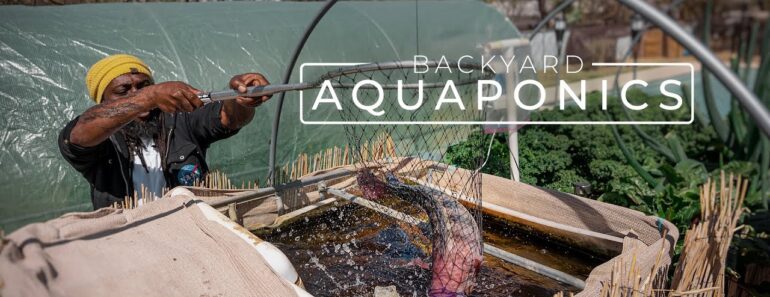 Backyard Aquaponics Farming Fresh Fish and Vegetables | PARAGRAPHIC Backyard Aquaponics Farming Fresh Fish and Vegetables | PARAGRAPHIC
