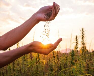 How to organize a seed swap and exchange seeds within the community