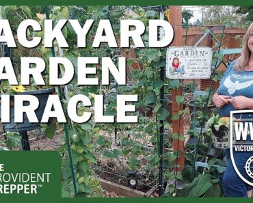 WWIII Victory Garden: Barb's Beautiful Backyard Garden Miracle of Helping Hands