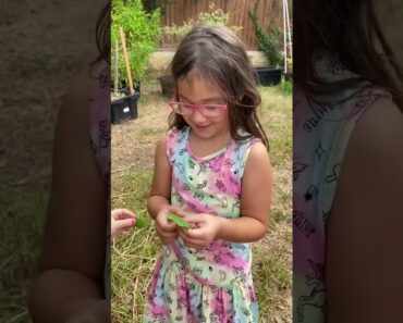 Kids Try FRESH GARDEN LETTUCE for the first time!!!