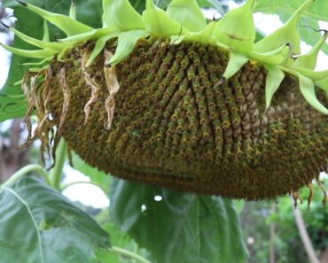 June 2020 Garden Tour: Tobacco, Corn, Tomatoes, Bananas and Abundance!