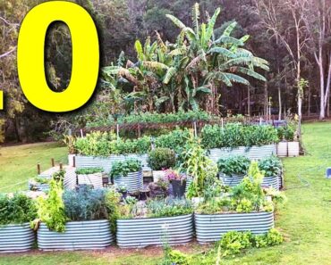 10 Vegetables You Should ALWAYS Grow