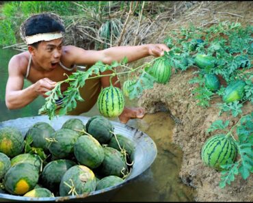 survival in the rainforest – Find fish meet watermelons Near the River