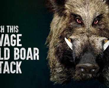 How To Survive This Scary Wild Boar Attack