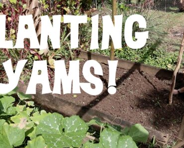 Planting Yam Bulbils!
