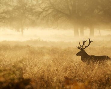 Hunting & Gathering: How Survivalists Can Plan To Live off the Land
