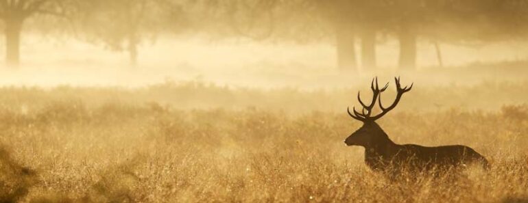 Hunting & Gathering: How Survivalists Can Plan To Live off the Land Hunting & Gathering: How Survivalists Can Plan To Live off the Land