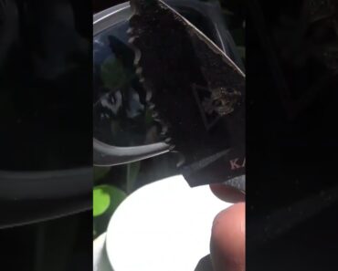 NOT A GOOD IDEA! Can Your Sunglasses Survive This?