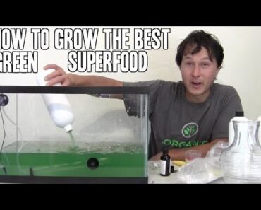 How to Grow the Best Green SuperFood that has more Protein than Beef Indoors