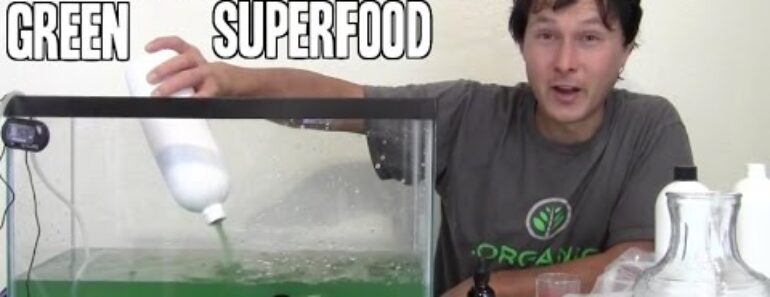 How to Grow the Best Green SuperFood that has more Protein than Beef Indoors