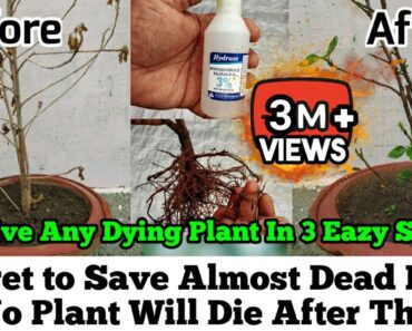 How To Revive Any Dying Plant in 3 Eazy Steps : Root Rot Treatment : Plants Issues And Solutions