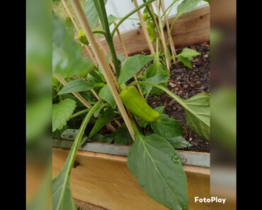 #gardening #frugalliving #prepper #camperliving Nora is such a hard worker 🌻🌻