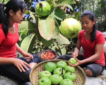 Find Natural guava for Food of survival in the rainforest – My Natural Food ep 100