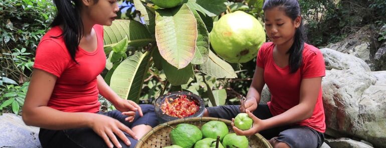 Find Natural guava for Food of survival in the rainforest – My Natural Food ep 100