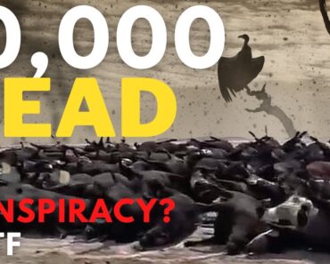 10,000 COWS SUSPICIOUSLY KILLED | Food Supply Attach | Prepper | SHTF