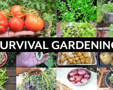 Survival Gardening – Top 5 Vegetables to grow in your garden in an apocalypse or crisis