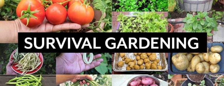 Survival Gardening – Top 5 Vegetables to grow in your garden in an apocalypse or crisis Survival Gardening – Top 5 Vegetables to grow in your garden in an apocalypse or crisis