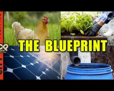 Building A Backyard Homestead: The Beginning Phase