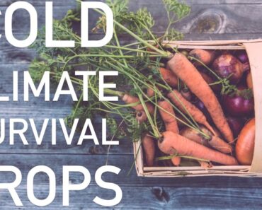 Survival Garden Crops To Grow In Canada. MUST WATCH. | Gardening in Canada