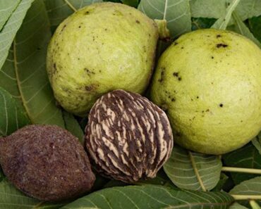 Black Walnuts –  Harvesting, Processing and recipes – Survival Food