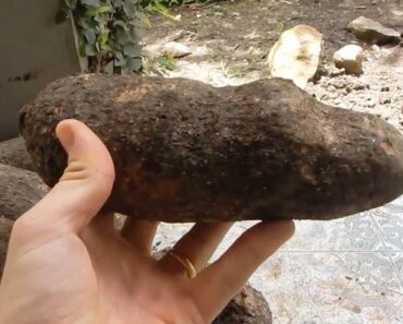 Lisbon Yams: A Well-Shaped Cultivar of Dioscorea alata