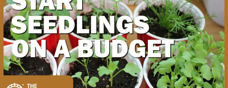 Survival Garden: Inexpensive Ideas to Start Seedlings Early Survival Garden: Inexpensive Ideas to Start Seedlings Early