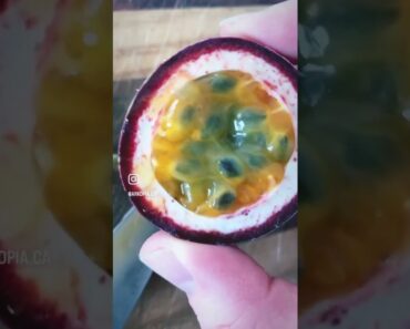 1st #passionfruit 🎉 #greenhouse #saskatchewan #canada #homestead #homesteading #prepper #garden