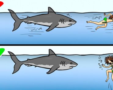 13 Tips on How to Survive Wild Animal Attacks