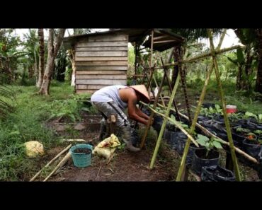 Off Grid Living, Finishing a Cabin Wall, Installing Cucumber Trim and Fertilizing. EP.16