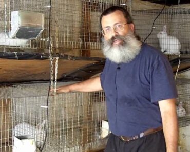 Urban Survival Livestock: Raising Rabbits Part 1