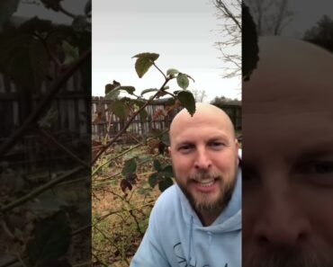 How and when to prune your blackberry bush. #garden #plants #growyourownfood #prepper #farming