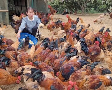 Cassava roots are used as chicken feed.  Raising chickens in the garden.  (Episode 137).