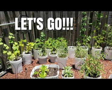 Prepper Gardening – Supplementing The Pantry