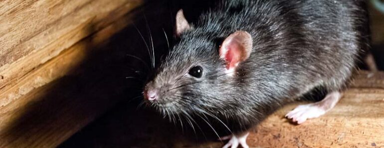 5 Most Dangerous Pests and How Survivalists Can Manage Them 5 Most Dangerous Pests and How Survivalists Can Manage Them